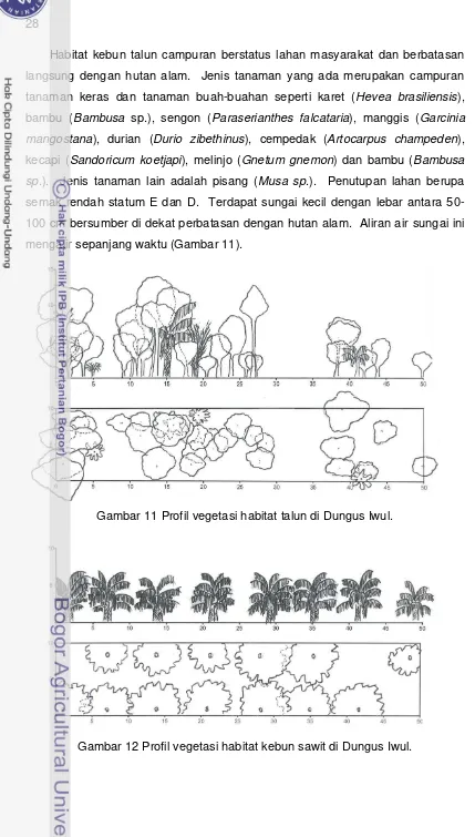 Gambar 11 Profil vegetasi habitat talun di Dungus Iwul. 