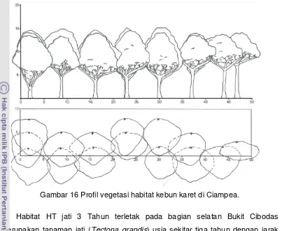 Gambar 16 Profil vegetasi habitat kebun karet di Ciampea. 