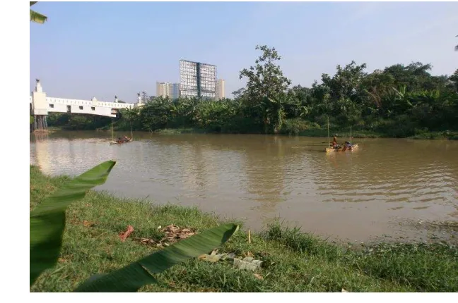Gambar 11 Mencari cacing sutra (Oligochaeta) di Sungai Cisadane hilir, Serpong 