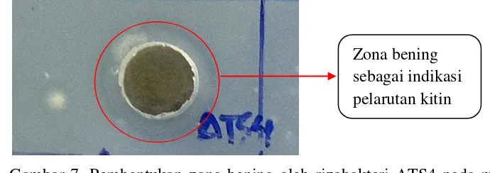 Gambar 7. Pembentukan zona bening oleh rizobakteri ATS4 pada media 