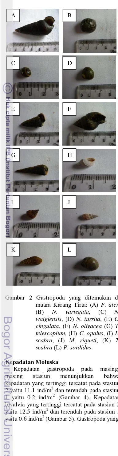 Gambar 3 Bivalvia yang ditemukan di muara Karang Tirta: (A) Crasosstrea sp., (B) T. donacina, (C) T