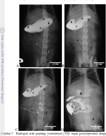Gambar 7 Radiograf arah pandang ventrodorsal (VD) organ gastrointestinal dengan perlakuan 