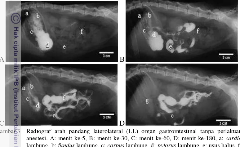 Gambar 3 Radiograf arah pandang laterolateral (LL) organ gastrointestinal tanpa perlakuan 