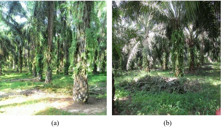 Gambar 2.  a) vegetasi karet pada umur ± 15 tahun pada Typic Paleudults,              b) vegetasi karet pada umur ± 2 tahun pada Typic Paleudults 