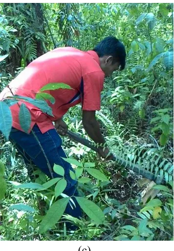 Gambar 4.  a) vegetasi karet pada Typic Plinthudults, b) vegetasi kelapa sawit (c) 