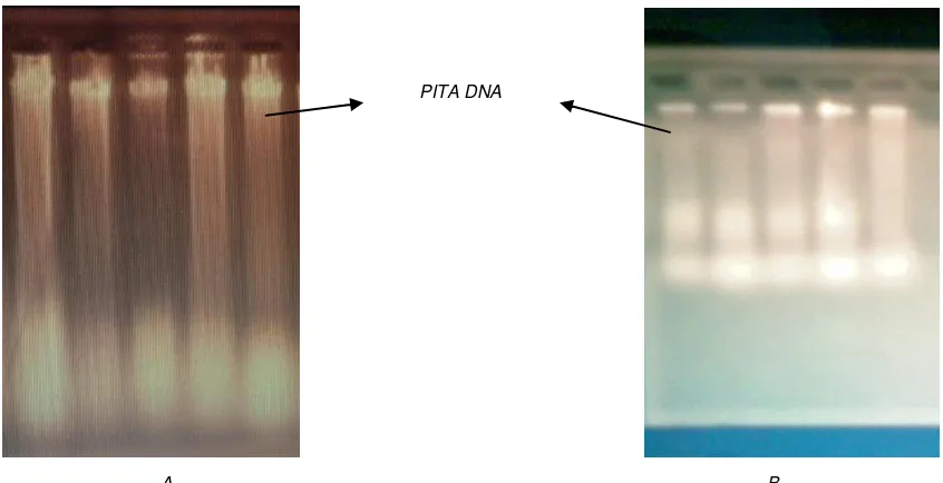 Gambar 1: Hasil isolasi DNA genom Kapas; A. Dari bahan biji ; B. Dari bahan daun 