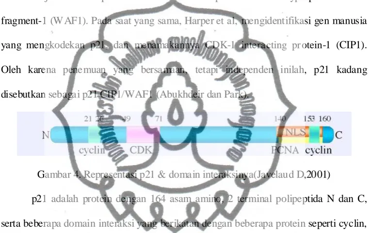 Gambar 4. Representasi p21 & domain interaksinya(Javelaud D,2001)  
