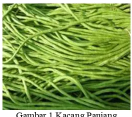 Gambar 1 Kacang Panjang