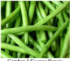 Gambar 2 Kacang kedelai