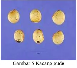 Gambar 5 Kacang gude