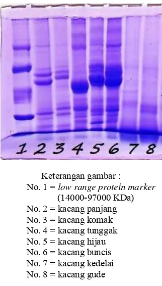 Tabel 2 Hasil analisis asam amino pada 7 macam kacang-kacangan