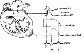 Gambar 2. Grafik bentukan EKG[5] 