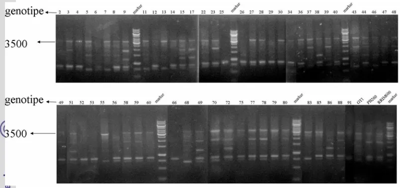 Gambar  5 Elektroforegram amplifikasi 60 DNA karet dengan primer OPC 05 