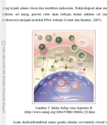 Gambar 2  Siklus hidup virus hepatitis B 