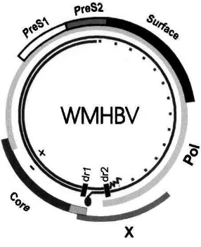 Gambar 3  Organisasi virus VHB pada woolly monkey (WMHBV) 