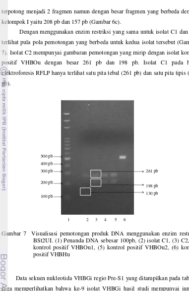 Gambar 7  Visualisasi pemotongan produk DNA menggunakan enzim restriksi 