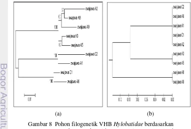 Gambar 8  Pohon filogenetik VHB Hylobatidae berdasarkan 