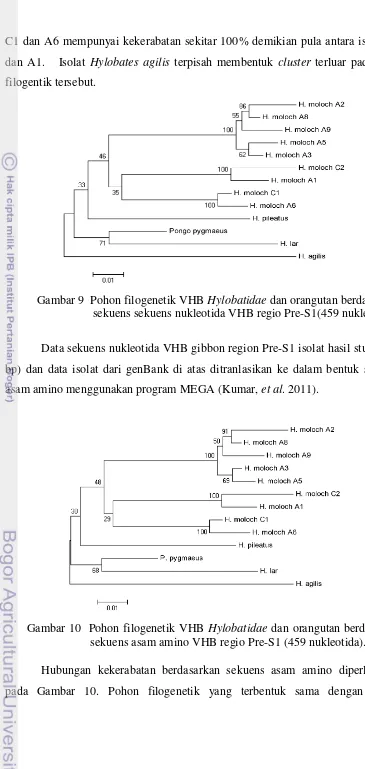 Gambar 9  Pohon filogenetik VHB Hylobatidae dan orangutan berdasarkan 