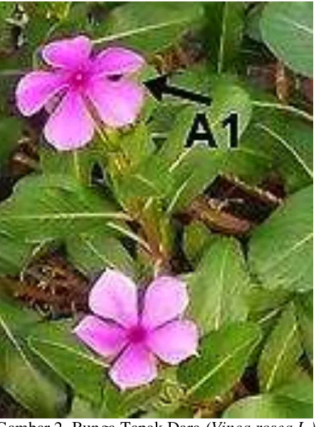 Gambar 2. Bunga Tapak Dara  (Vinca rosea L.) 