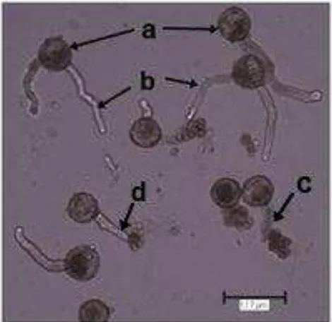 Gambar 3. Fotomikrograf Serbuk Sari Tapak Dara yang Dikecambahkan pada Media Sukrosa  a = Butir Serbuk Sari, b = Buluh Serbuk Sari, c = Pertumbuhan Buluh Serbuk Sari yang Tidak 10% Selama 30 Menit dengan Perbesaran Obyektif 10X (Skala Garis = 117µm); Normal, d= Buluh Serbuk Sari Pecah di Bagian Ujung 