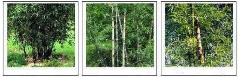 Gambar 1. Tiga jenis bambu yang sering dimanfatkan sebagai tanaman penutup tanah. Darikiri ke kanan: Gigantochloa apus, Dendrocalamus asper, dan Bambusa bambos(sumber: http://bebasbanjir2025.wordpress.com/teknologi-pengendalian-banjir/tanaman-penutup-tanah, diakses  tanggal 27 Maret 2014)