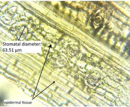 Figure 2. Cross-sectional visualization of P. dactylifera seedling complex leaves. The figure clearly shows epidermal tissue, collenchymal tissue, and vascular tissue of the leaflets