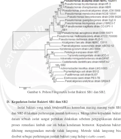Gambar 6. Pohon Filogenetik Isolat Bakteri SB1 dan SB2.