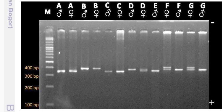 Gambar 6. Hasil Amplifikasi Gen CHD Menggunakan Primer P2 dan P8 pada Ayam 