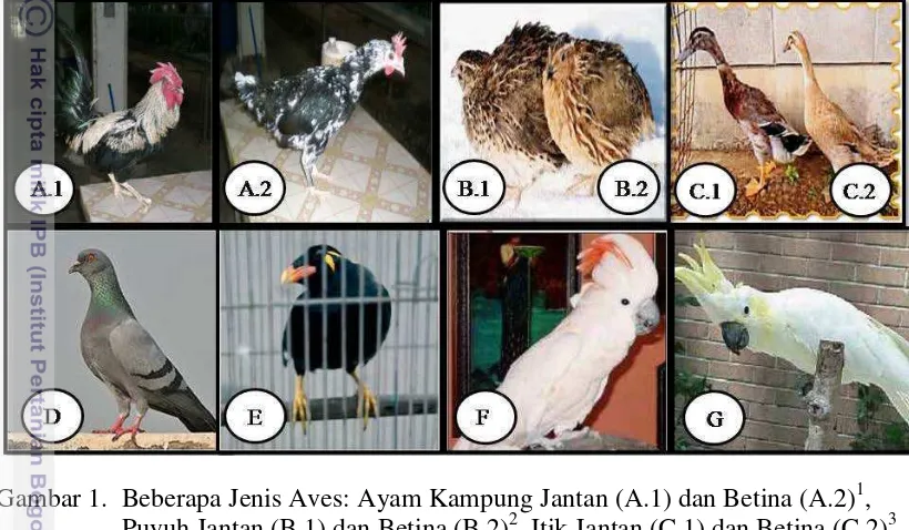 Gambar 1.  Beberapa Jenis Aves: Ayam Kampung Jantan (A.1) dan Betina (A.2)1, 