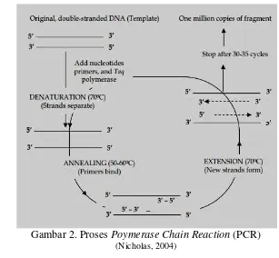 Gambar 2. Proses Poymerase Chain Reaction (PCR)  
