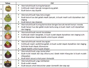 Tabel 1 Tingkat/Tahap kematangan manggis berdasarkan warna 