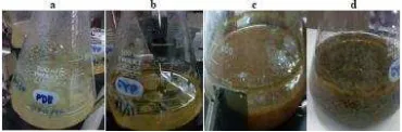 Gambar 2 Jamur endofit AFKR-5 dalam    media kultivasi PDB dan GYP  hari ke-7 (a dan b) dan hari ke-14 (c dan d)