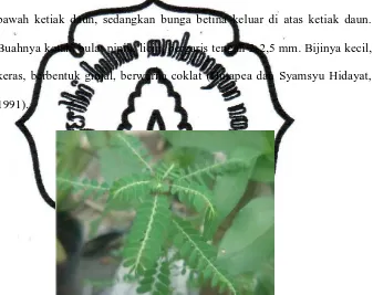 Gambar 1. Morfologi meniran hijau  (P. niruri) 