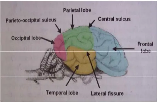 Gambar 3 Struktur anatomi serebrum (Akers & Denbow 2008).