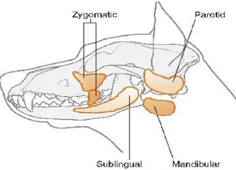 Gambar 5 Struktur anatomi kelenjar ludah anjing (Akers & Denbow 2008).