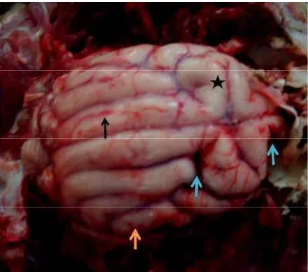 Gambar 7 Perubahan patologi anatomi otak anjing yang diduga terinfeksi virus rabiessecara alami
