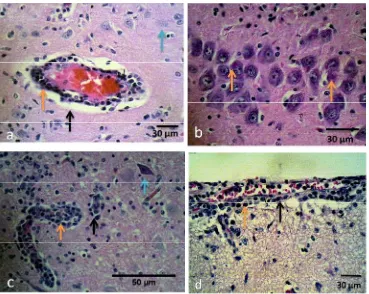 Gambar 8 Perubahan histopatologi masing-masing bagian otak (Hematoksilin Eosin). (a)Korteks serebrum: perivascular cuffing (panah hitam), disertai infiltrasi selmononuklear khususnya limfosit (panah orange) dan degenerasi sel saraf(panah biru); (b)