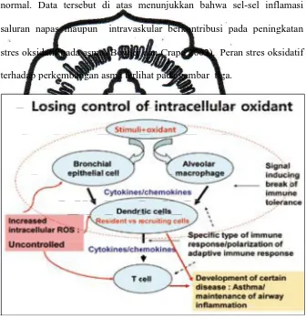 Gambar 3. Peran stres oksidatif pada asma.  Dikutip dari (Cho dan Moon 2010) 
