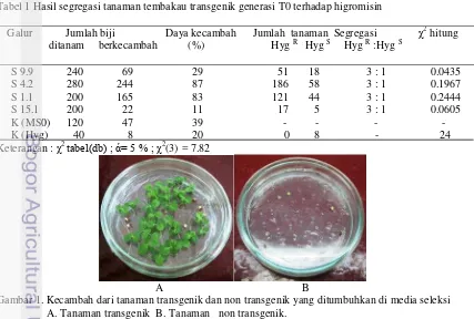 Tabel 1 Hasil segregasi tanaman tembakau transgenik generasi T0 terhadap higromisin 