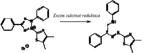 Gambar 2. Reaksi Reduksi MTT Menjadi Formazan (Mossmann, 1983) 