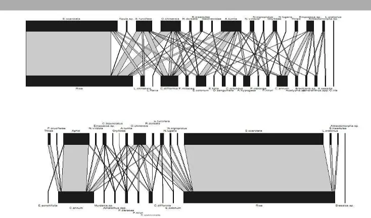 Gambar 3. Struktur  food web dari interaksi serangga-gulma pada MT II pada sawah surjan organik petak S1A (atas) dan pada sawah surjan konvensional petak S1B (bawah)