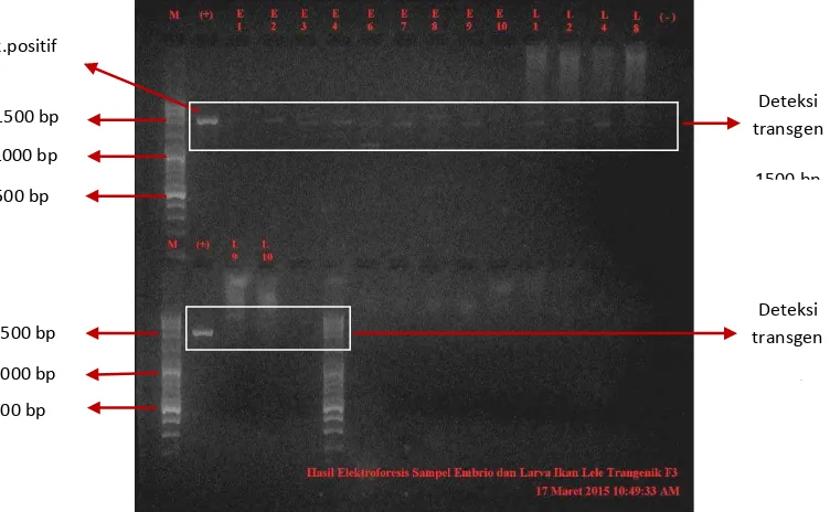 Gambar 4. Hasil deteksi transgen (PhGH) pada embrio dan larva ikan lele transgenik F3 menggunakan metode PCR