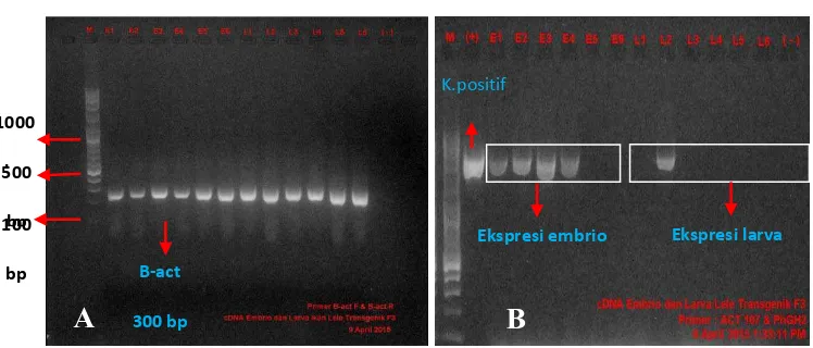 Gambar 6. Ekspresi transgen pada embrio dan larva ikan lele dumbo transgenik F3. A = amplifikasi primer β-aktin