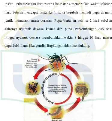 Gambar 1. Daur Hidup Nyamuk Aedes aegypti 