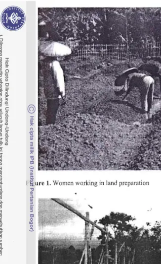 Figure 1. Women working in land preparation 