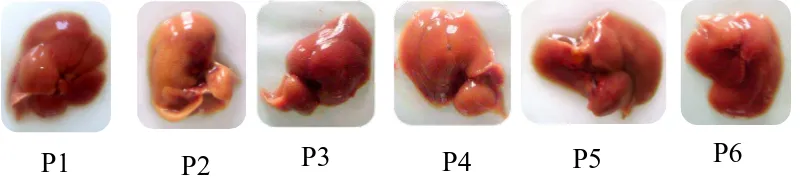 Gambar 4.3  Pemeriksaan makroskopik organ hati mencit jantan yang diambil dari mencit setelah didislokasi pada hari ke-15