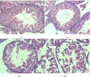 Gambar 1.Tubulus Seminiferus Testis Mencit (Mus musculus) dengan Pewarnaan HE, Perbesaran 400X (Sumber : Primiani, 2012)                      Keterangan: 1) Kontrol (P1); 2) Dosis 0,369 g/kg (P2); 3) Dosis 0,74 g/kg; (P3); 4) Dosis 1,47 g/kg (P4)