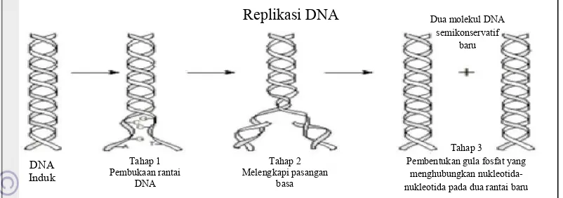 Gambar 2. Proses Replikasi DNA.16 