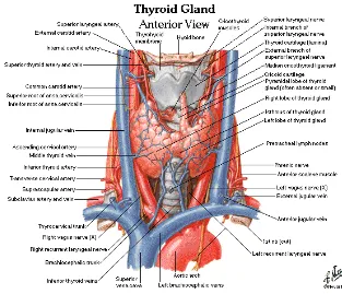 Gambar 2.1. Anatomi Kelenjar Tiroid 