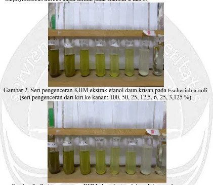 Gambar 3 . Seri pengenceran KHM ekstrak etanol daun krisan pada  S. aureus (seri pengenceran dari kiri ke kanan: 100, 50, 25, 12,5, 6, 25, 3,125 %) 